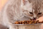 How Much Food Should a Cat Eat