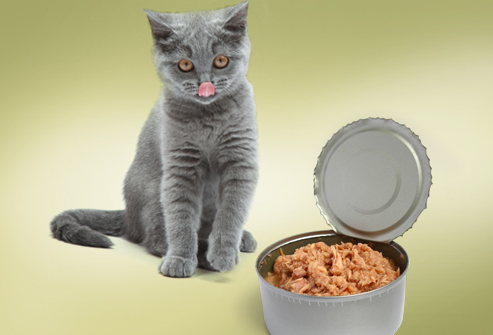 How Much Tuna Can a Cat Eat