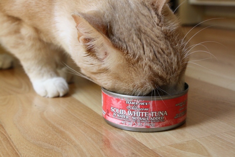 How Much Tuna Can a Cat Eat