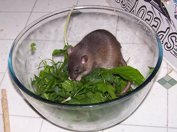 Can Rats Eat Lettuce