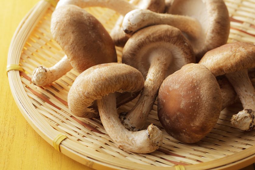 Can Rats Eat Mushrooms