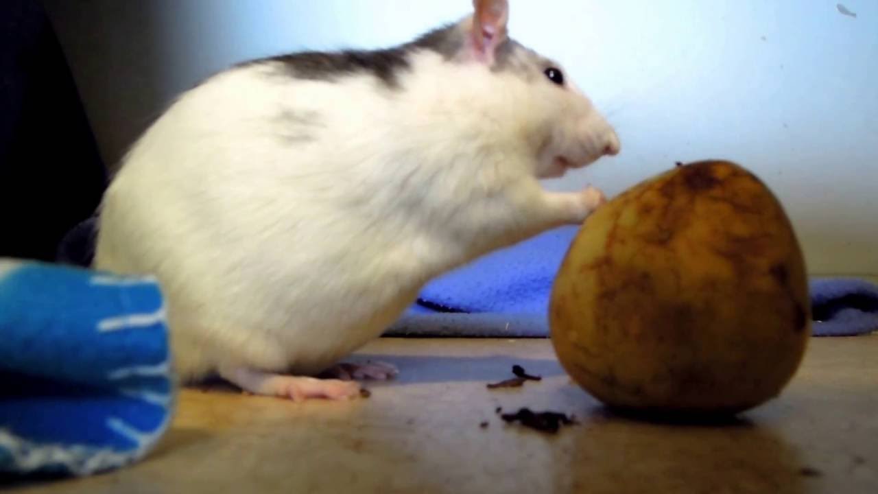 Can Rats Eat Pears