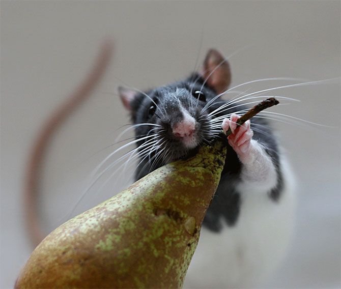 Can Rats Eat Pears