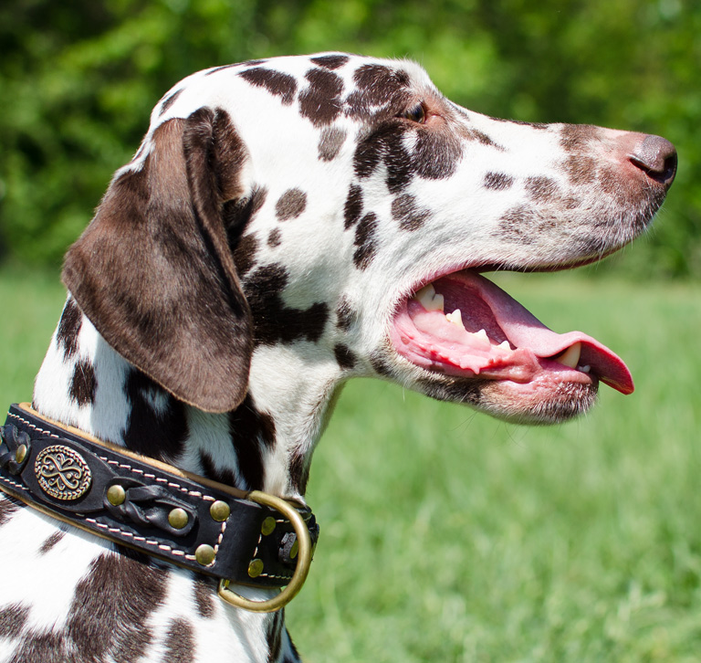 How to Choose a Dog Collar