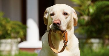 How to Choose a Dog Collar