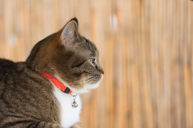 cat takes off breakaway collar