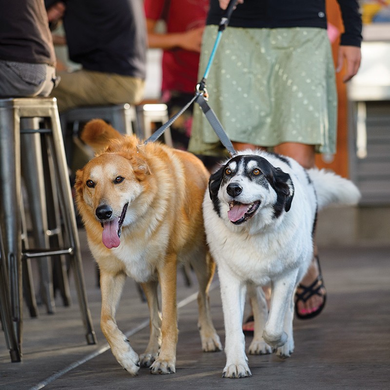 ruffwear double track coupler