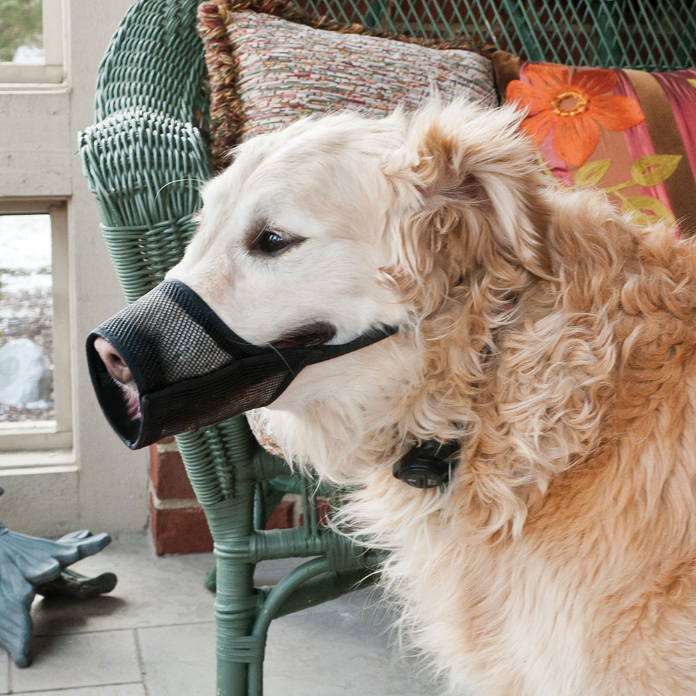 How to Use a Dog Muzzle
