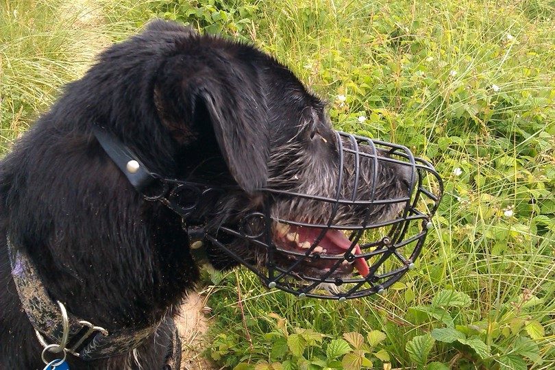 How to Use a Dog Muzzle