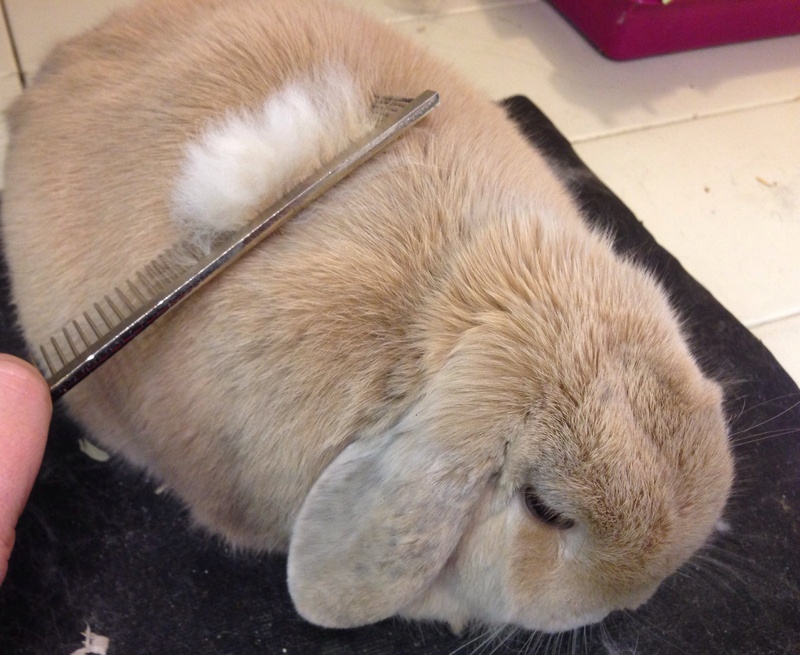 cắt lông cho thỏ