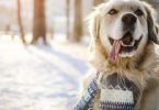 Tips For Dog Owners in the Winter