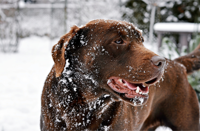 Tips For Dog Owners in the Winter