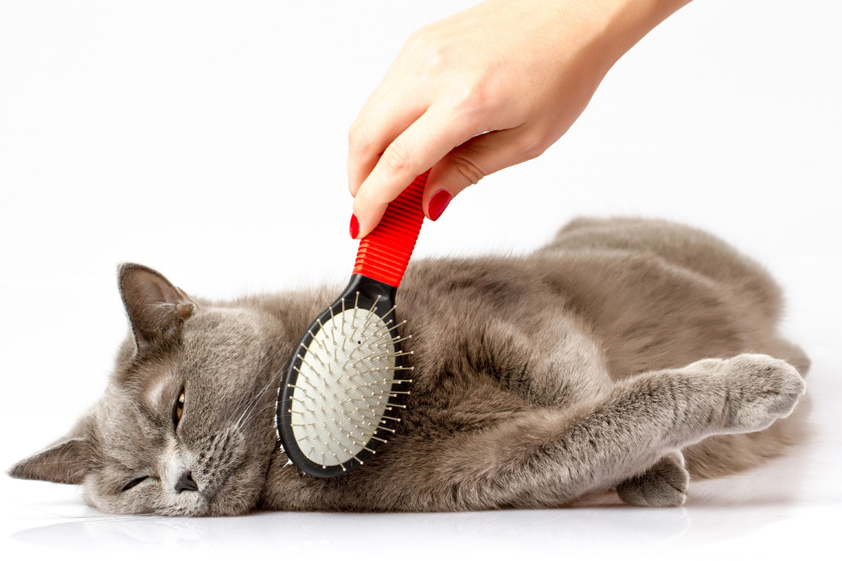 cat grooming tunnel