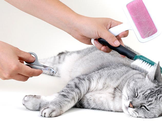 Top 10 Tips On Cat Grooming