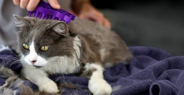 Top 10 Tips On Cat Grooming