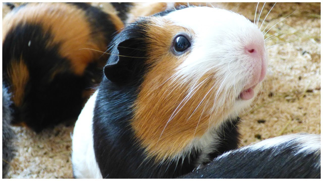 Can Guinea Pigs Eat Nuts