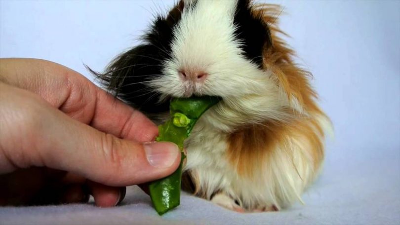 Can Guinea Pigs Eat Peas
