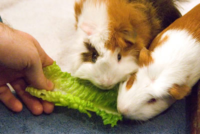 Do guinea outlet pigs eat lettuce