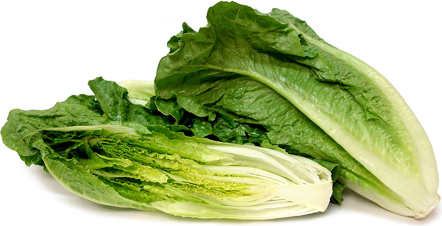 Can Guinea Pigs Eat Romaine Lettuce