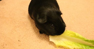 Can Guinea Pigs Eat Romaine Lettuce