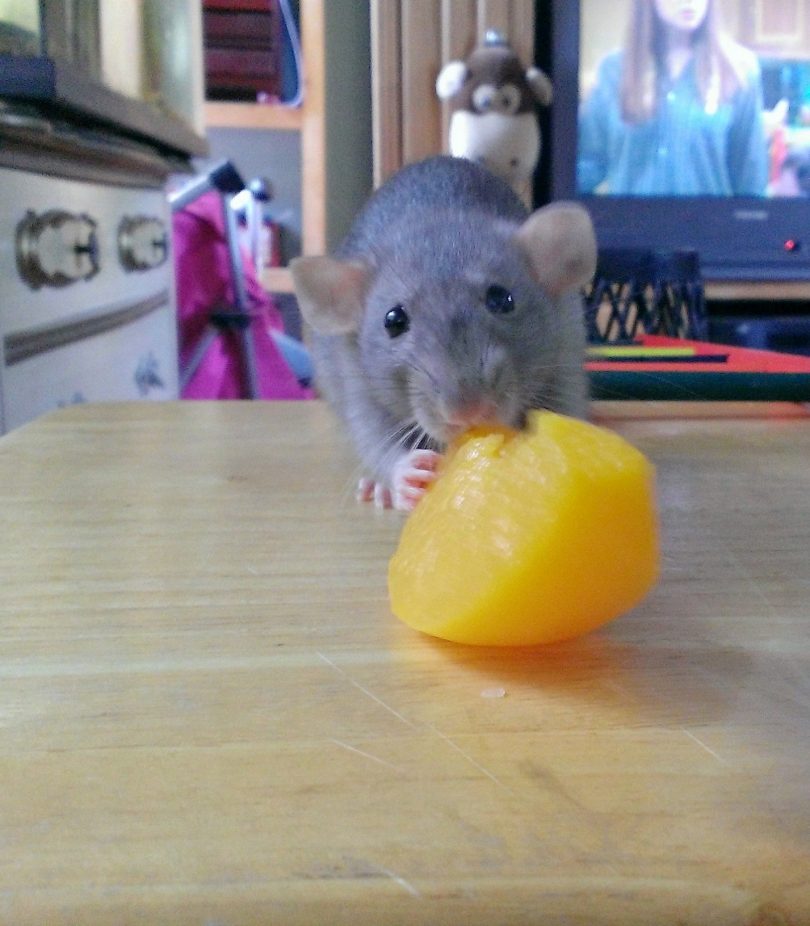 Can Rats Eat Peaches