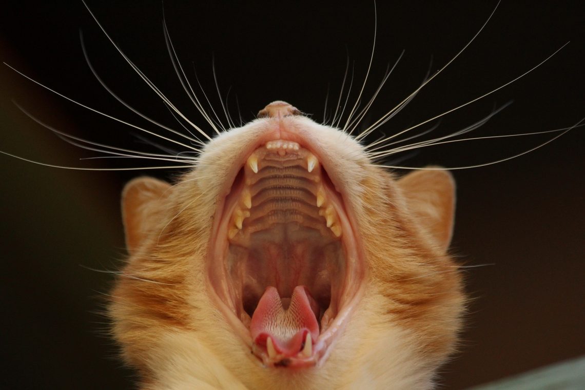 Cat Dental Health is a Serious Issue