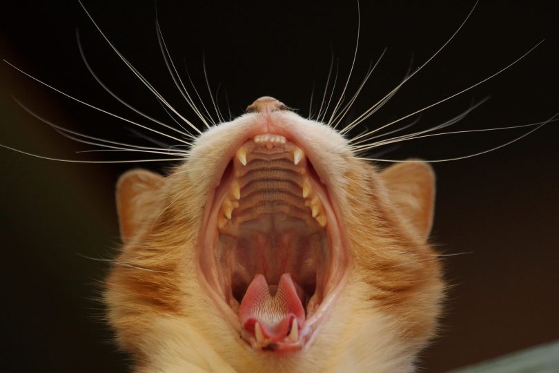 cat dental health