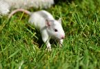 rats used in medical research