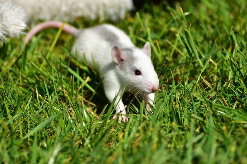 rats used in medical research