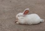 how do rabbits sleep