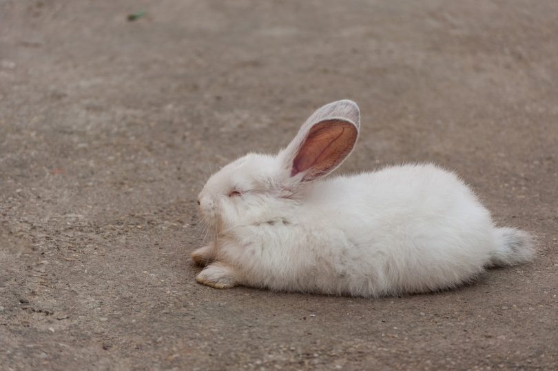 how do rabbits sleep