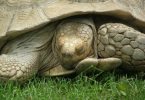 how do turtles sleep