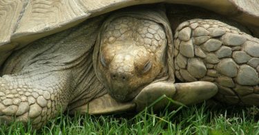 how do turtles sleep