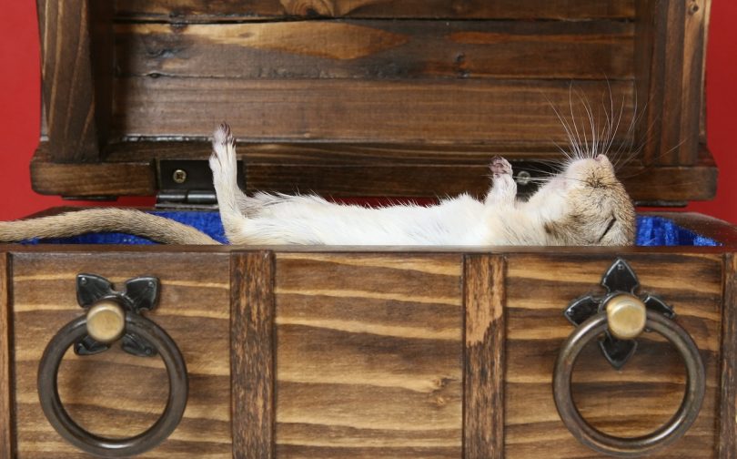 how do hamsters sleep