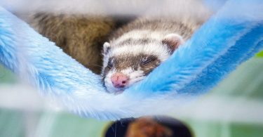 how long do ferrets sleep