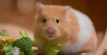 what do hamsters eat