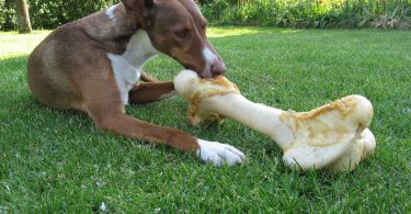why do dogs like bones