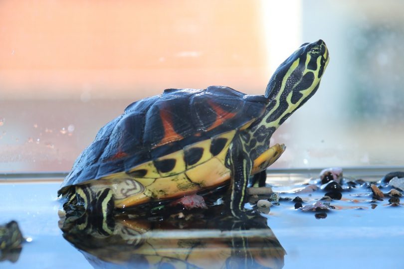 how to keep your turtle happy