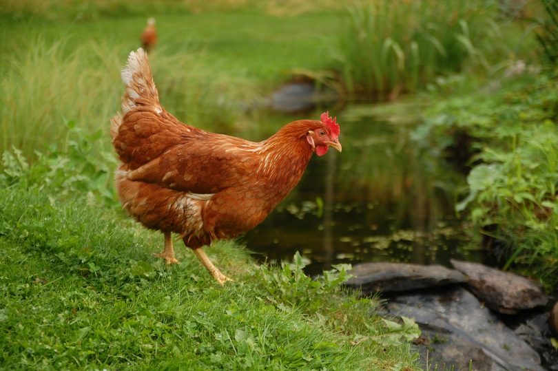 how much water do chickens need