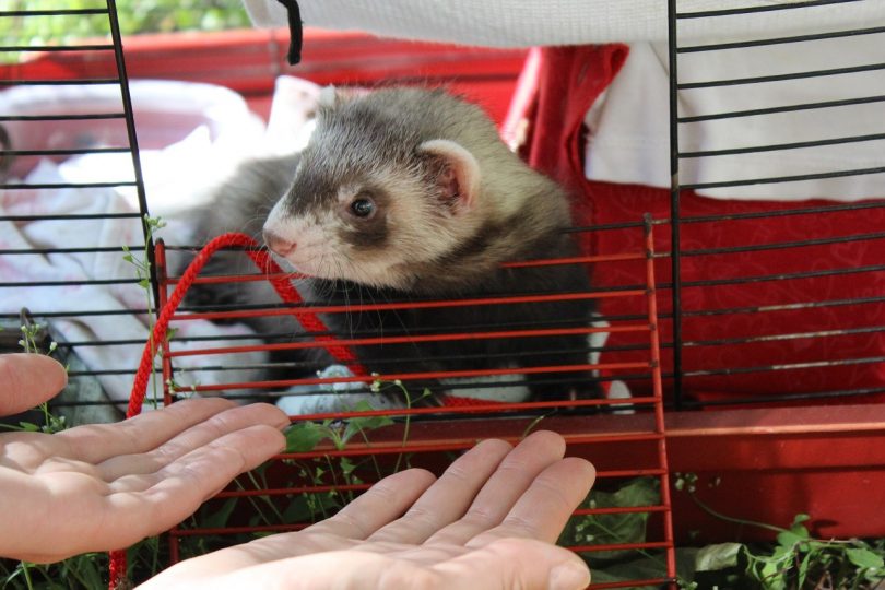 how to feed your ferret right