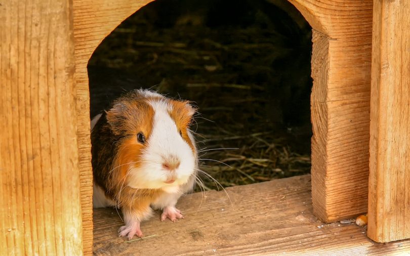 how to choose the right guinea pig cage