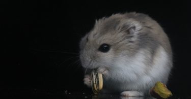 what type of seeds can hamsters eat