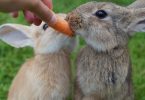 what not to feed your rabbit