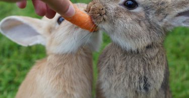 what not to feed your rabbit