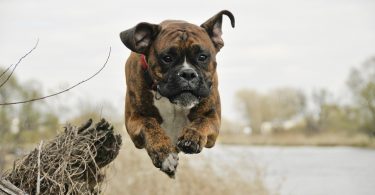 Best Dog Food For Boxers