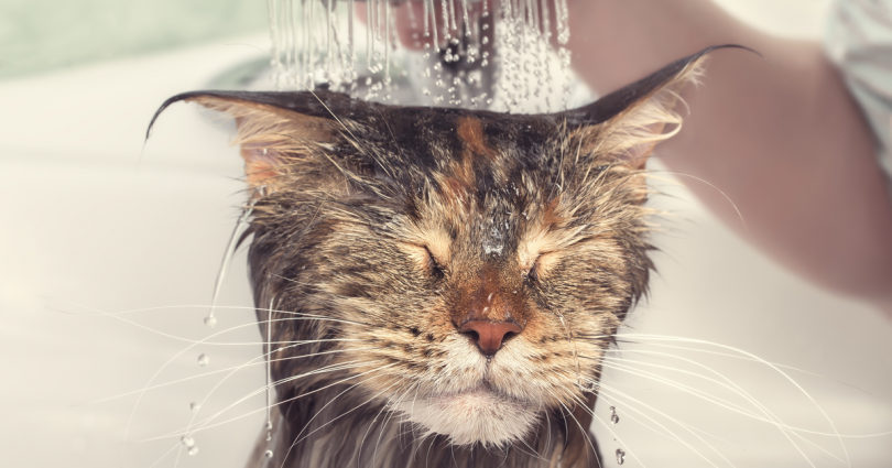 best cat shampoo