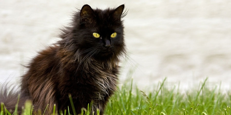 black cat breed