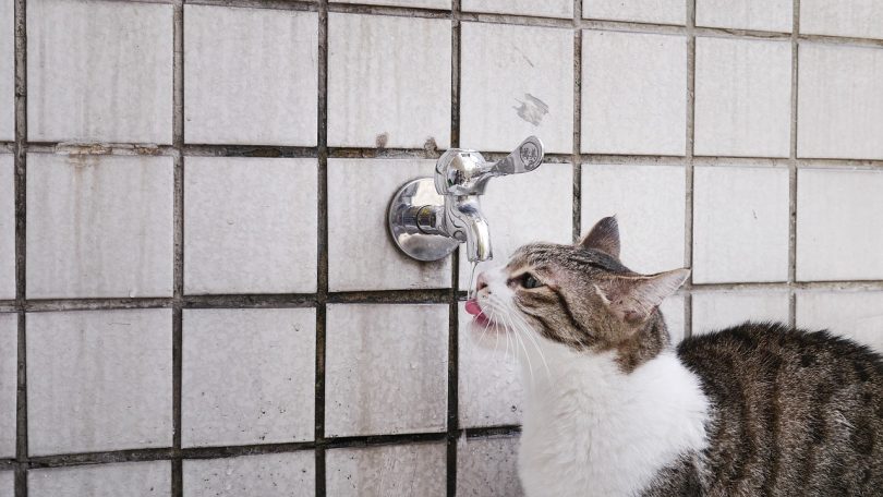 how long can cats go without water