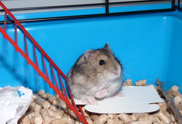 DIY hamster cages