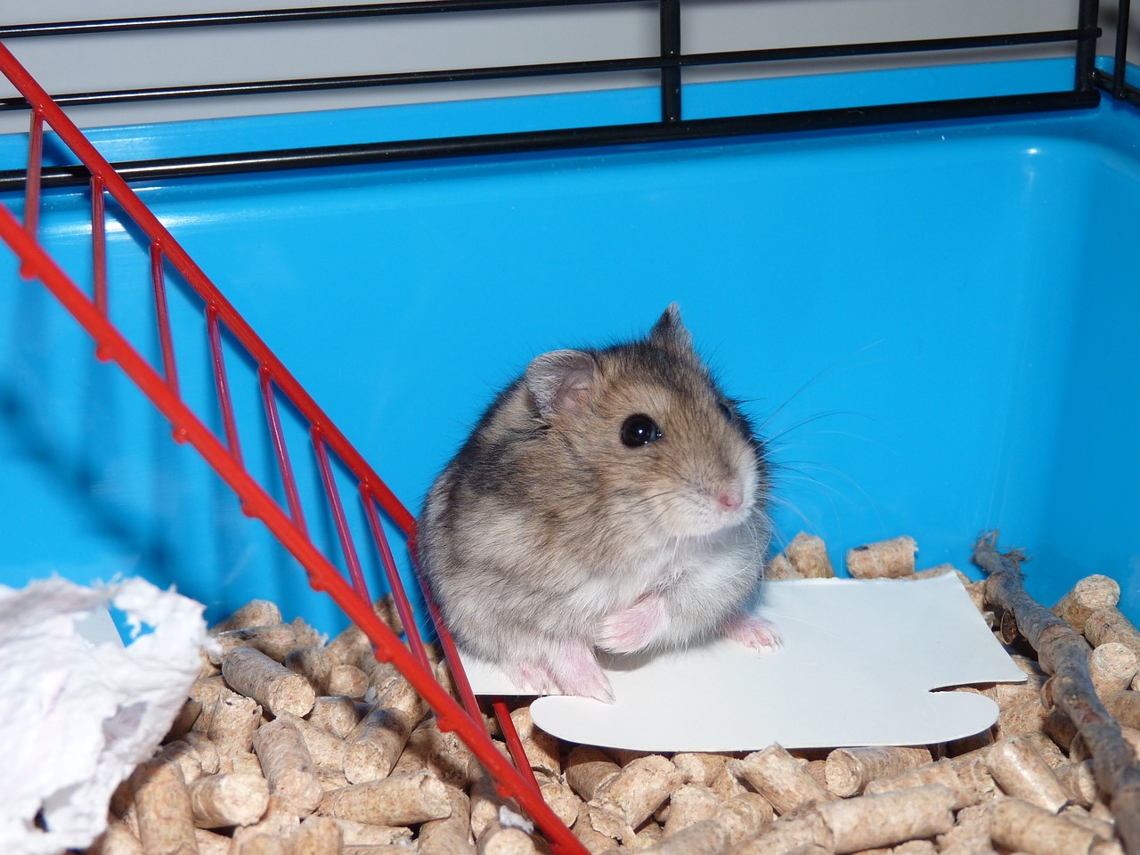 12 Diy Hamster Cage Projects To Completely Transform Your Pet S Home